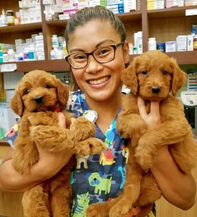 Chrissy's staff photo from Telegraph Canyon Animal Medical Center which she is posing with two golden retreiver puppies in each arm inside